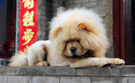 松狮犬的用途是什么