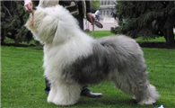 古代英国牧羊犬一天吃几顿