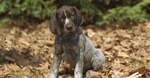 法国指示猎犬的毛色有几种