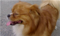 西藏猎犬聪明吗