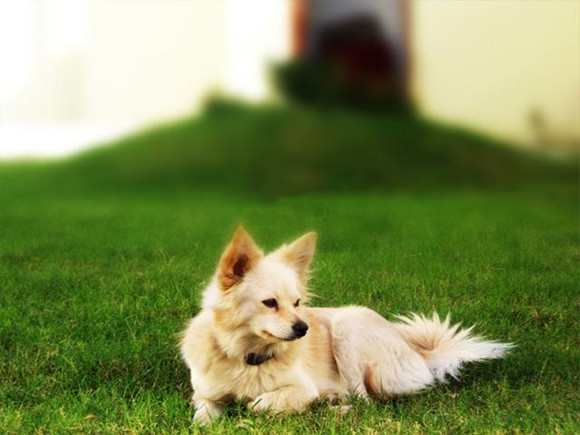 养芬兰猎犬注意事项