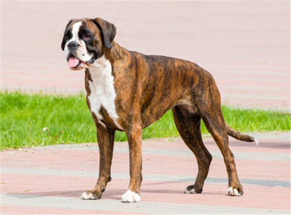 德国拳师犬开口_副本1.png