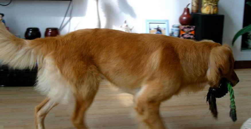 黄金猎犬的毛色有几种