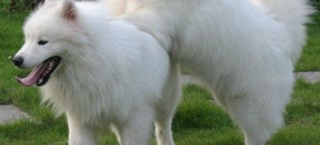 萨摩耶犬训练技巧有哪些