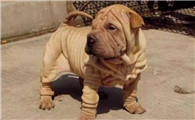 中国沙皮犬的用途是什么