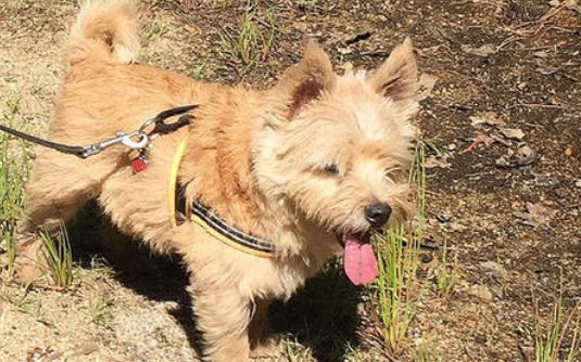 养罗威士梗注意事项