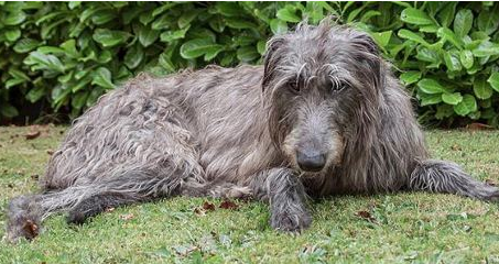 苏格兰猎鹿犬的体重大约是多少 苏格兰猎鹿犬的体重大约是多少