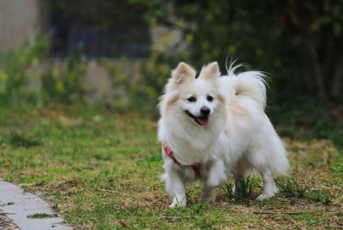 德国狐狸犬图片大全图片