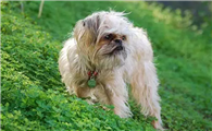 罗秦犬如何训练