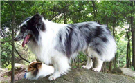 喜乐蒂牧羊犬什么颜色好
