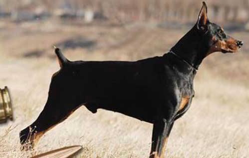 多伯曼犬如何训练