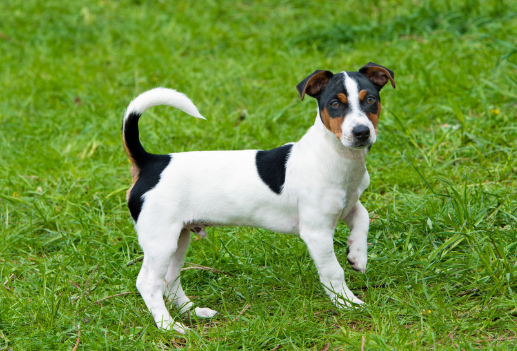 平毛猎狐梗聪明吗