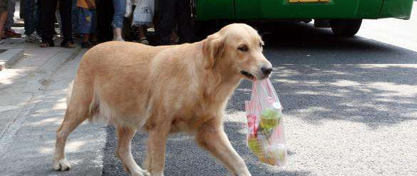 黄金猎犬有攻击性吗