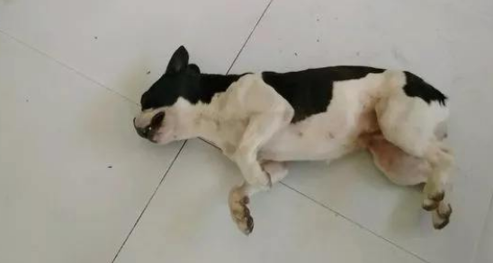 狗中毒最快的解毒方法 狗中毒最快的解毒方法
