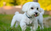 马尔济斯犬的体高是多少