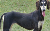 萨路基猎犬一天吃几顿