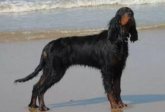 赛特犬的体重大约是多少 赛特犬的体重大约是多少