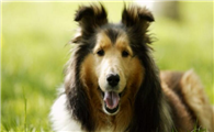 喜乐蒂牧羊犬的起源和历史