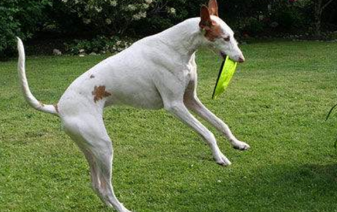 依比沙猎犬训练技巧有哪些