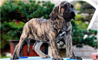 巴西菲勒犬喂养技巧指南