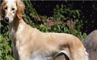 萨路基猎犬需要训练什么