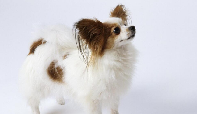 蝴蝶犬的原产地在哪里 蝴蝶犬的原产地在哪里