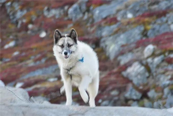 格陵兰犬生活习惯
