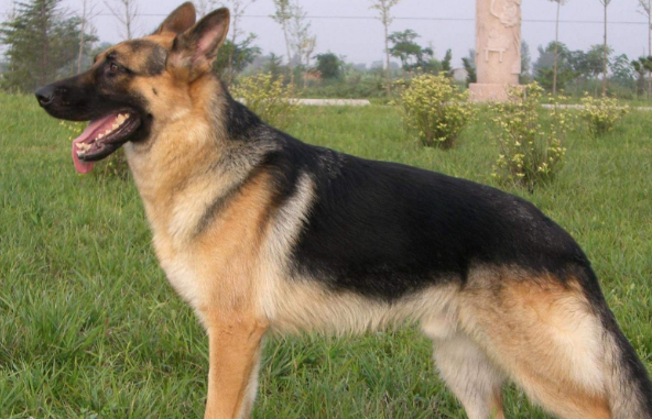 养昆明犬要注意什么