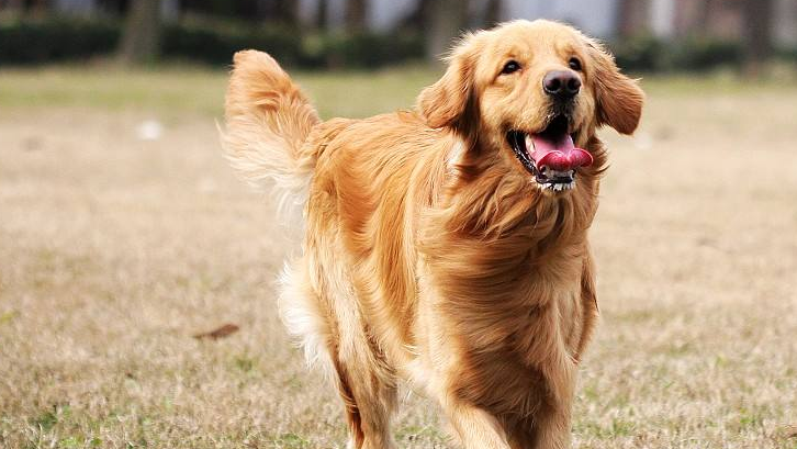 霍夫瓦尔特犬的性格外貌特征 霍夫瓦尔特犬的性格外貌特征