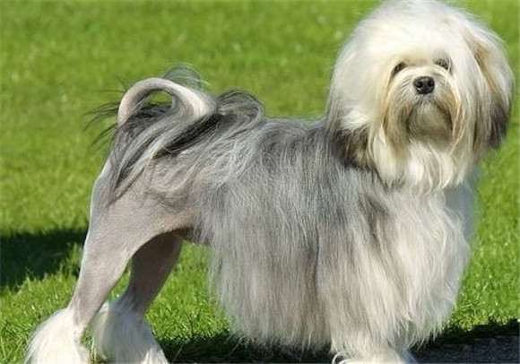 罗秦犬的原产地在哪里