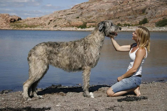 爱尔兰猎狼犬如何训练