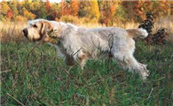 史毕诺犬的饲养要点有哪些