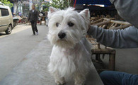西高地犬聪明吗