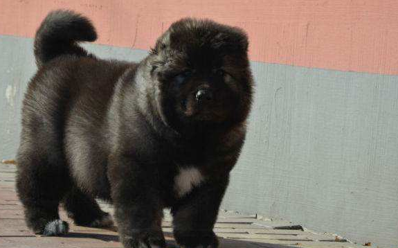 高加索犬的寿命一般是多久