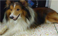 购买喜乐蒂牧羊犬注意些什么