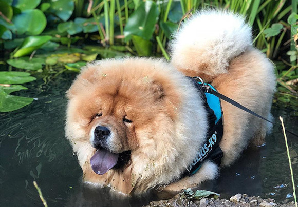 松狮犬的饲养要点有哪些 松狮犬的饲养要点有哪些