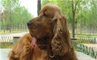 养英国可卡犬注意事项