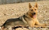 昆明犬是干什么的