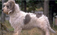 迷你贝吉格里芬凡丁犬喜欢什么