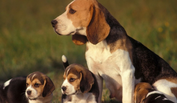 比格犬大概多少钱 比格犬大概多少钱