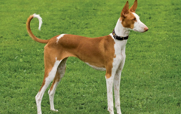 依比沙猎犬多大产仔