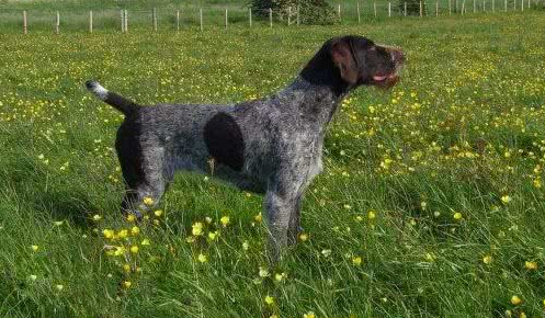 德国长毛指示犬需要训练什么