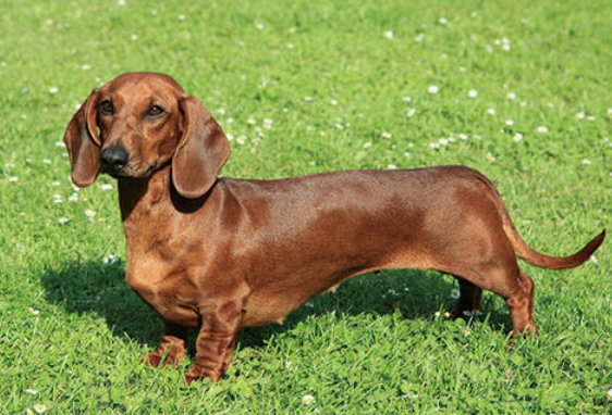 后经证实其为德国腊肠狗之原始祖先,由此可见此犬种存在的历史,已有数