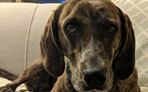 黑褐猎浣熊犬喜欢什么