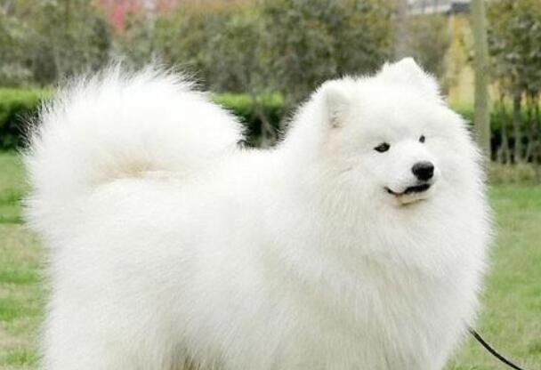 萨摩耶犬喜欢什么 萨摩耶犬喜欢什么