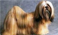 拉萨犬什么颜色好