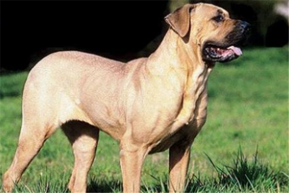 怎么判断法国指示猎犬得了什么病