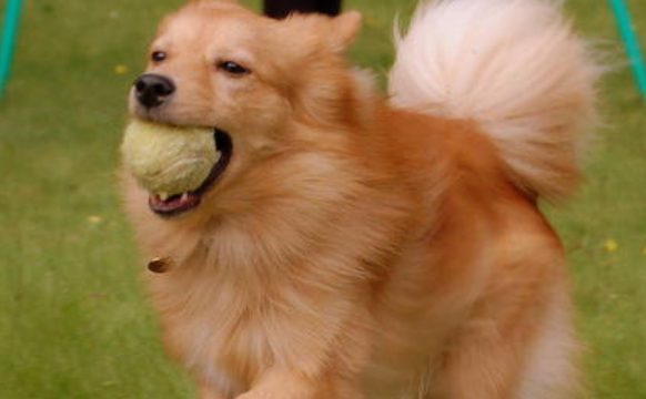 芬兰猎犬训练技巧有哪些 芬兰猎犬训练技巧有哪些