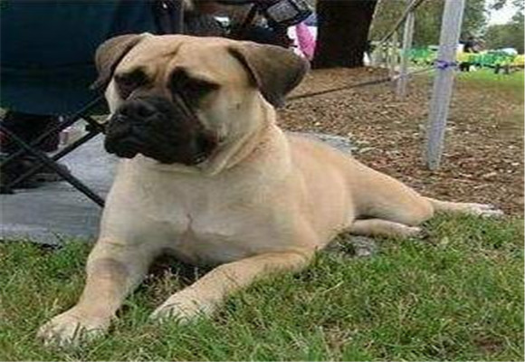 马士提夫犬的体重大约是多少