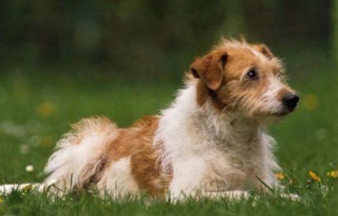 克龙弗兰德犬不能吃什么 克龙弗兰德犬不能吃什么